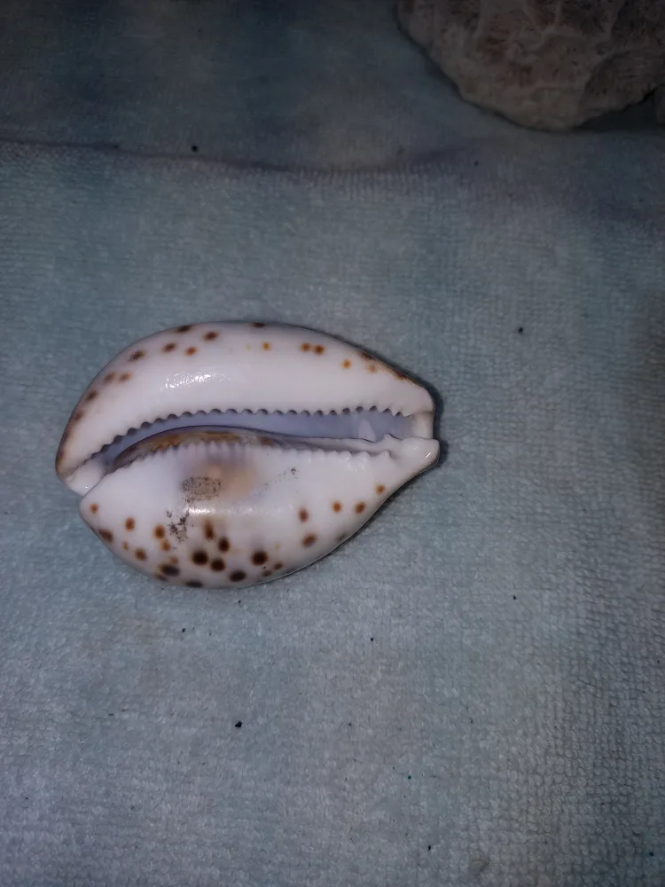 Aquarium Coral & Sea Shells - $18 For All image indicator(5)