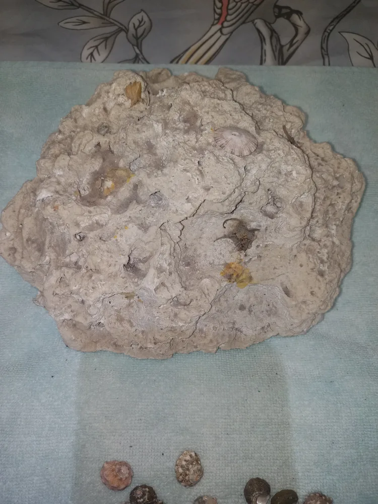 Aquarium Coral & Sea Shells - $18 For All image indicator(9)