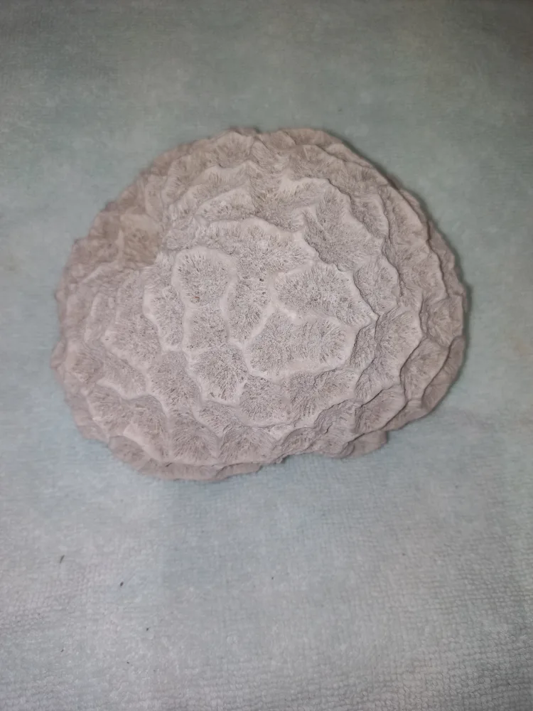 Aquarium Coral & Sea Shells - $18 For All image indicator(7)