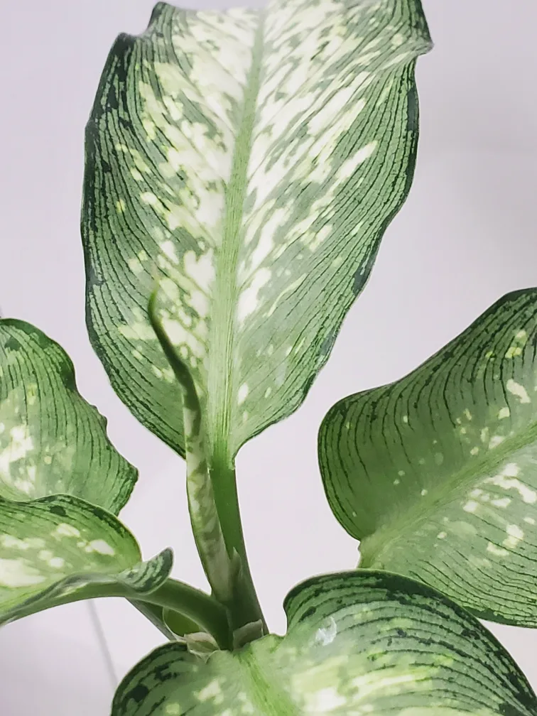 Dieffenbachia plant 45cm tall image indicator(3)