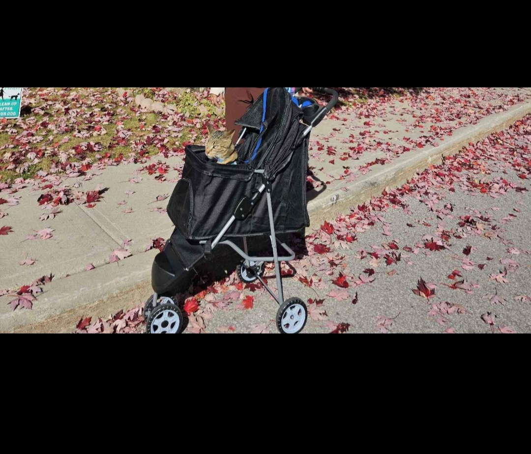 Pet Stroller