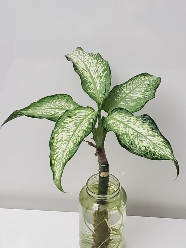 Dieffenbachia plant 45cm tall image indicator(2)