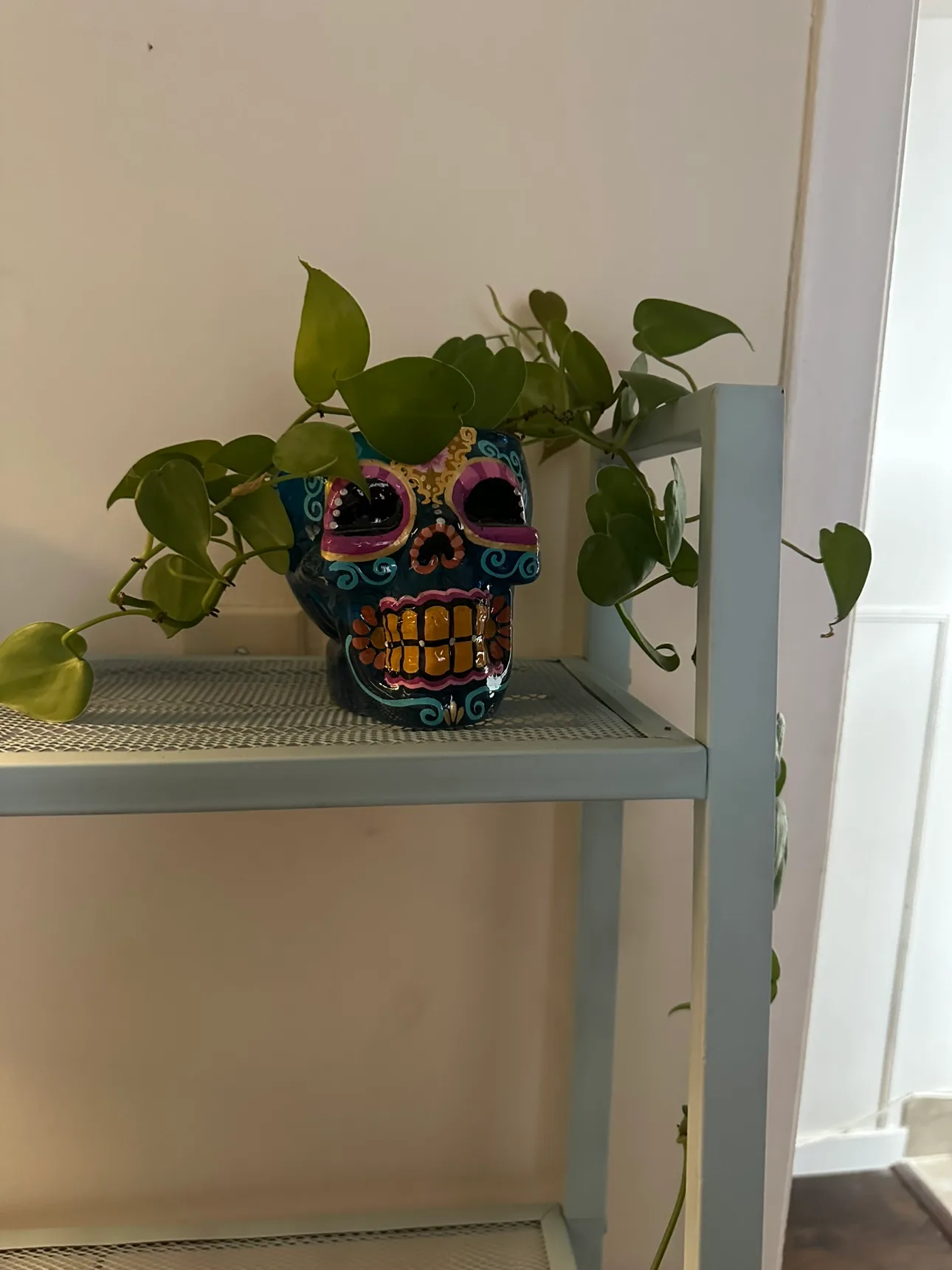 Heartleaf Philodendron & Ceramic Skull Planter thumbnail
