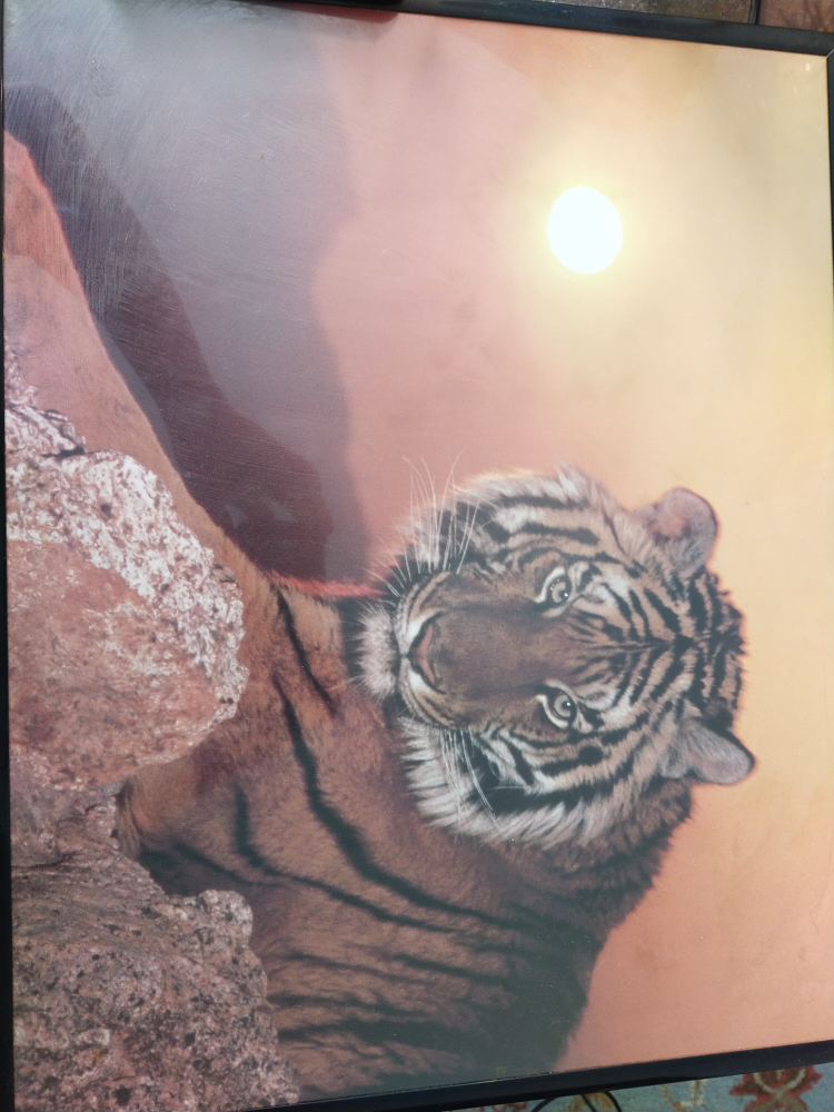 Framed Tiger Pictures