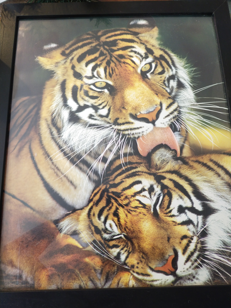 Framed Tiger Pictures - photo 2