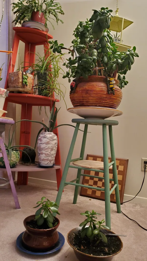 Jade Plant - TRADE image indicator(3)