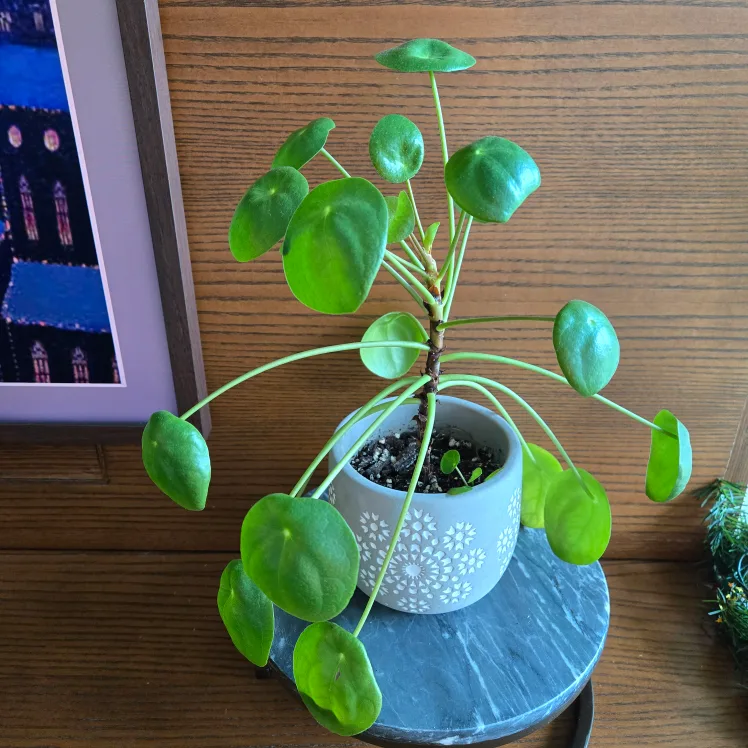 Chinese Money Plant with grey decorative pot included! thumbnail