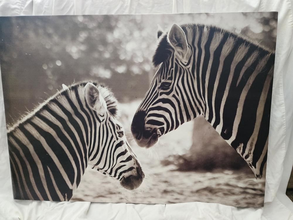 Set of 2 Framed Canvas Prints - Zebras and Giraffes - photo 2