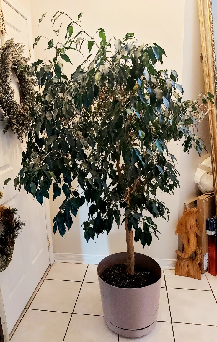 Healthy Large Tree image indicator(3)