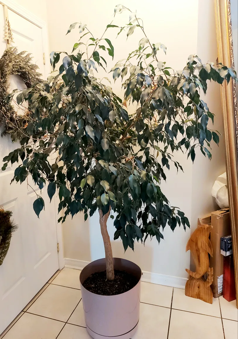 Healthy Large Tree image indicator(4)