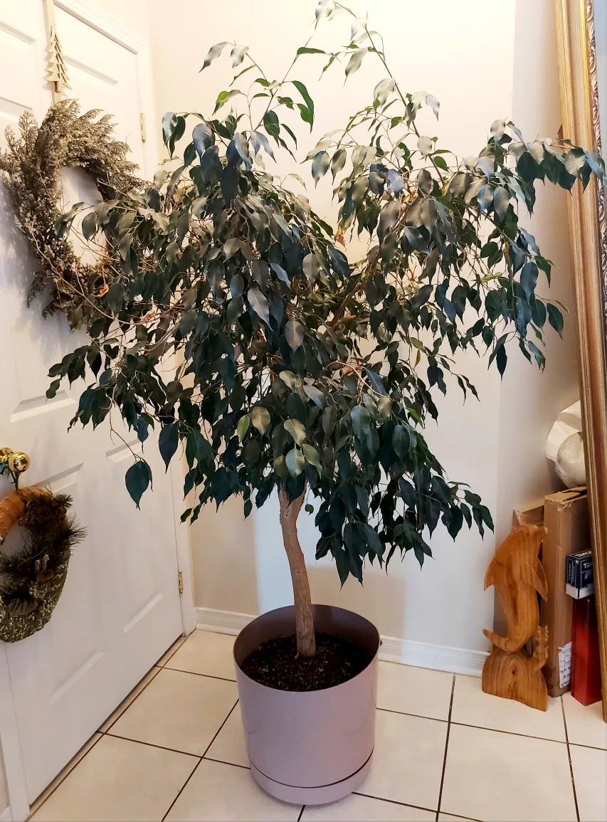 Healthy Large Tree image indicator(5)