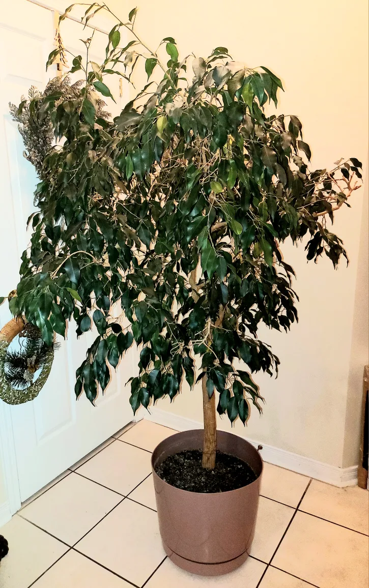 Healthy Large Tree image indicator(6)