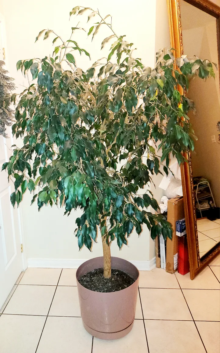 Healthy Large Tree image indicator(7)