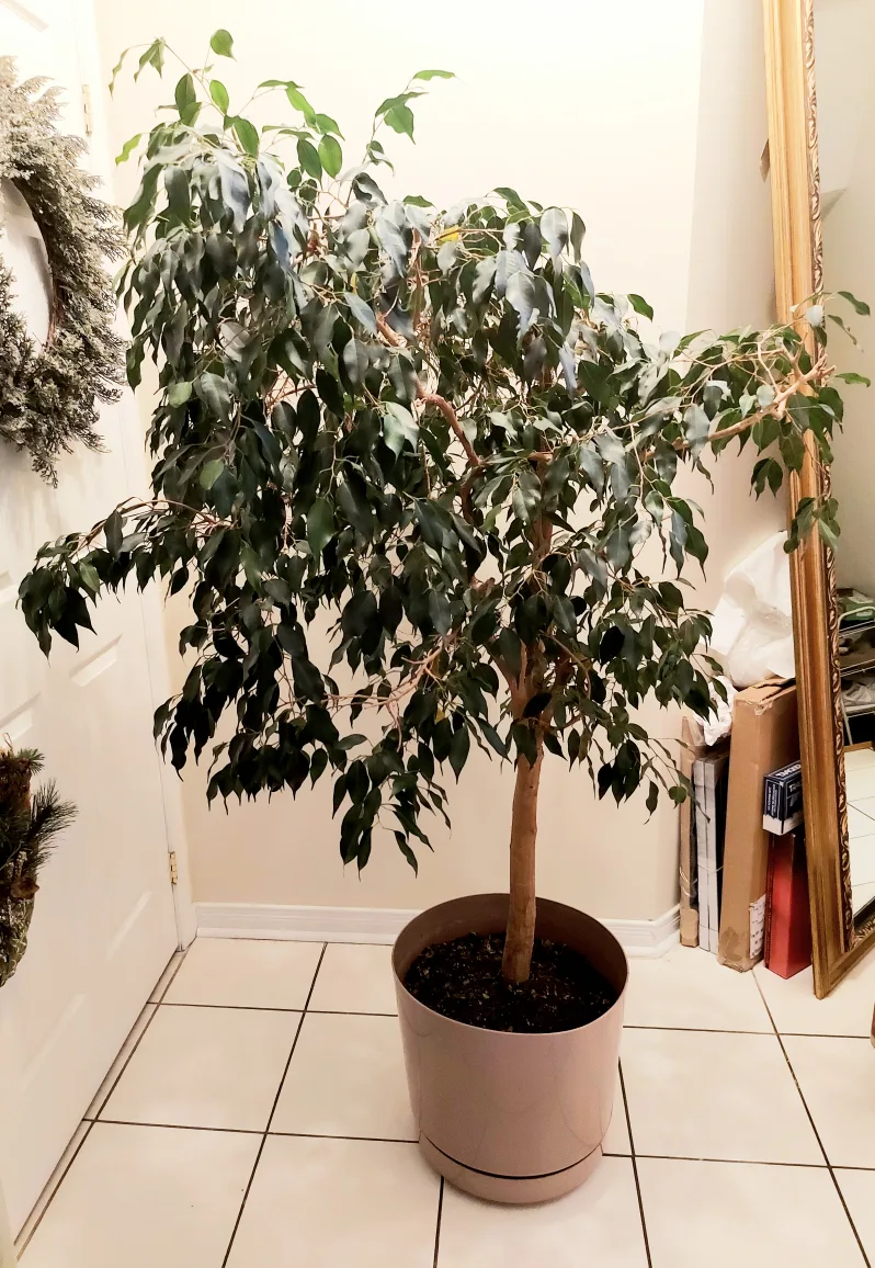 Healthy Large Tree image indicator(8)