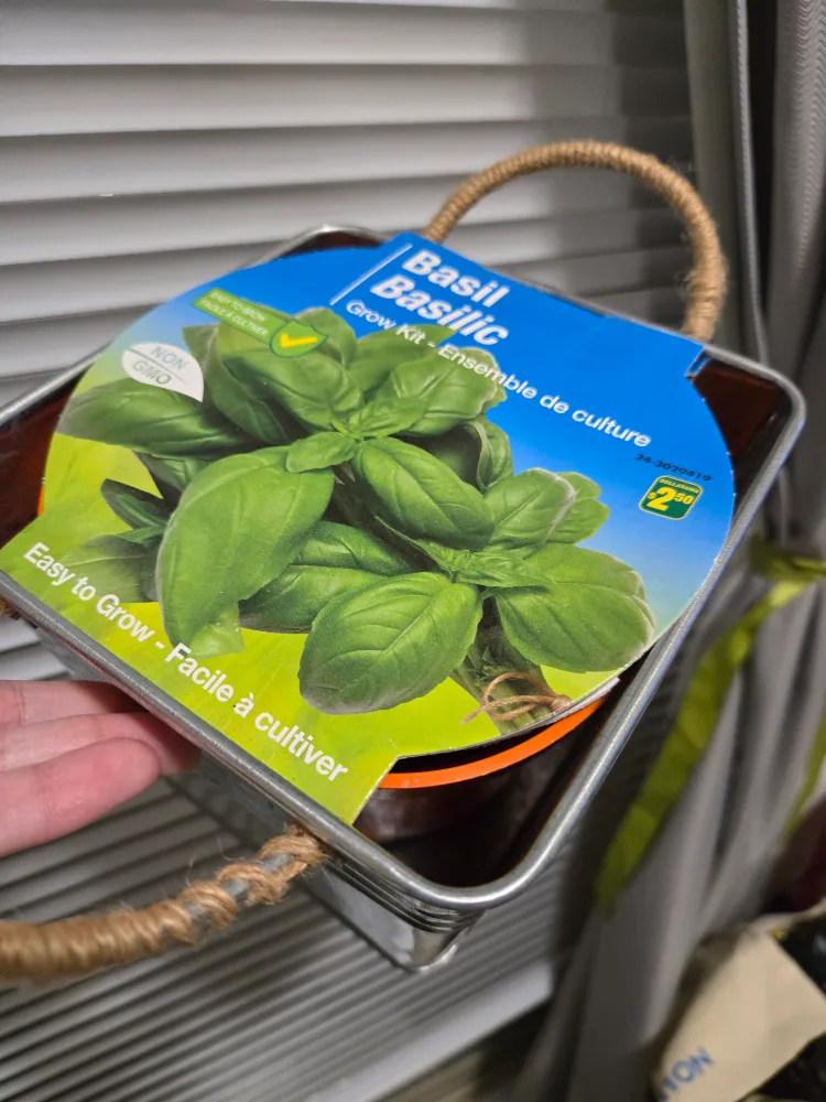 Basil Grow Kit in Metal Planter thumbnail