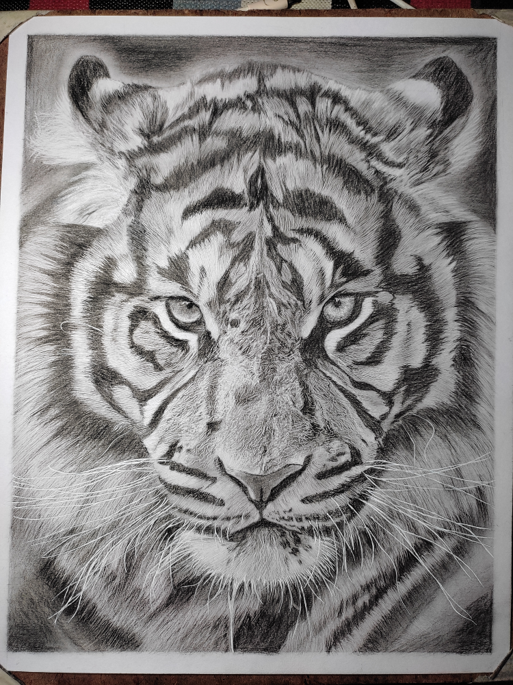 Tiger Pencil Drawing