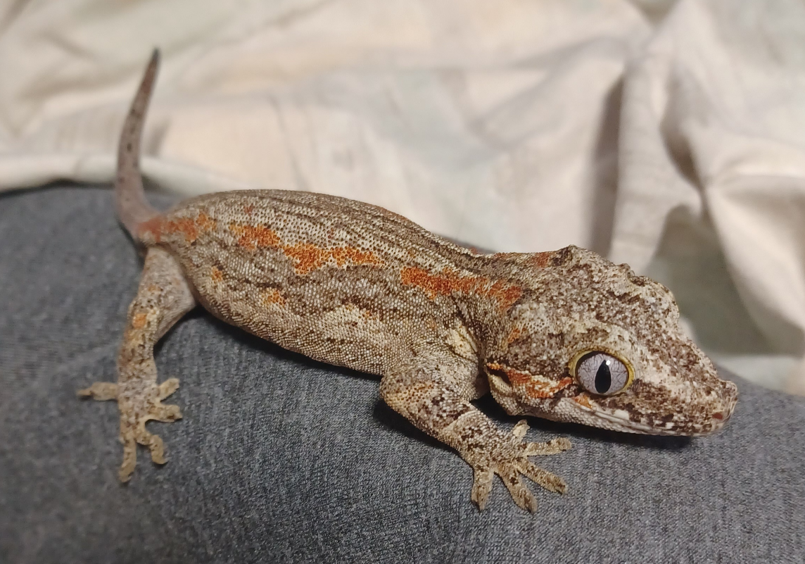 Female Gargoyle Gecko