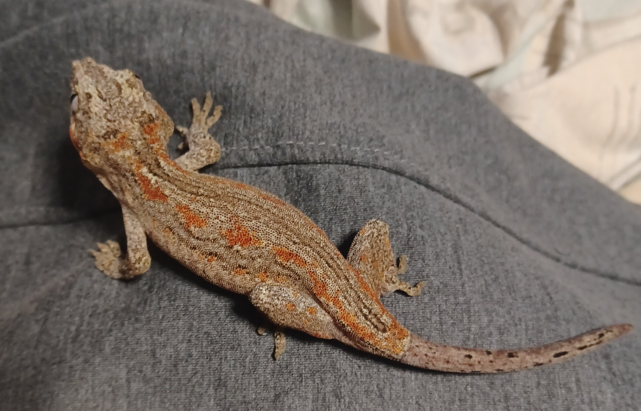 Female Gargoyle Gecko - photo 2