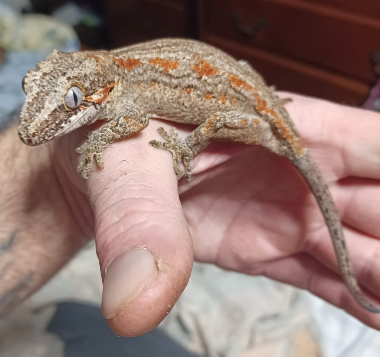 Female Gargoyle Gecko - photo 3