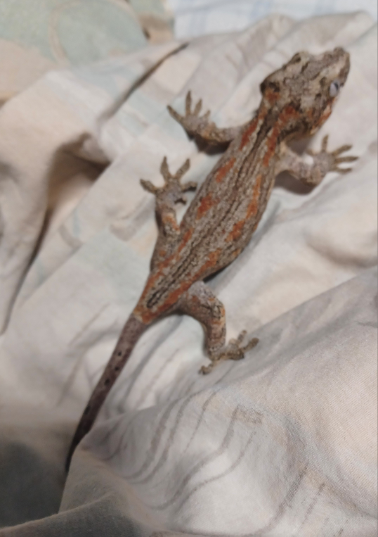 Female Gargoyle Gecko - photo 4