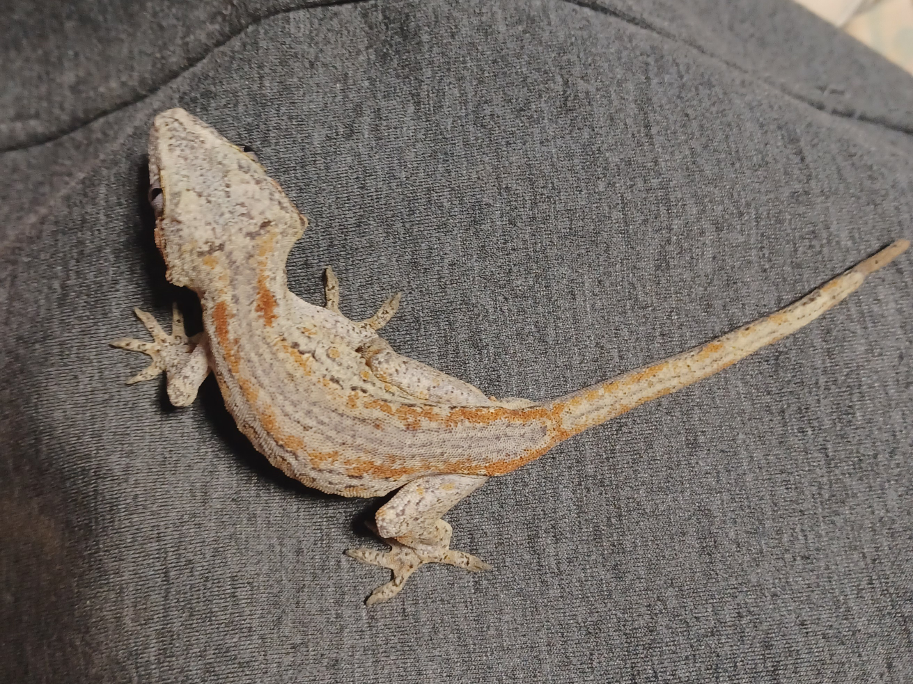 Male Gargoyle Gecko