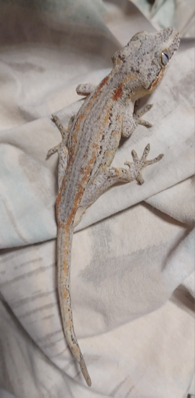 Male Gargoyle Gecko - photo 2