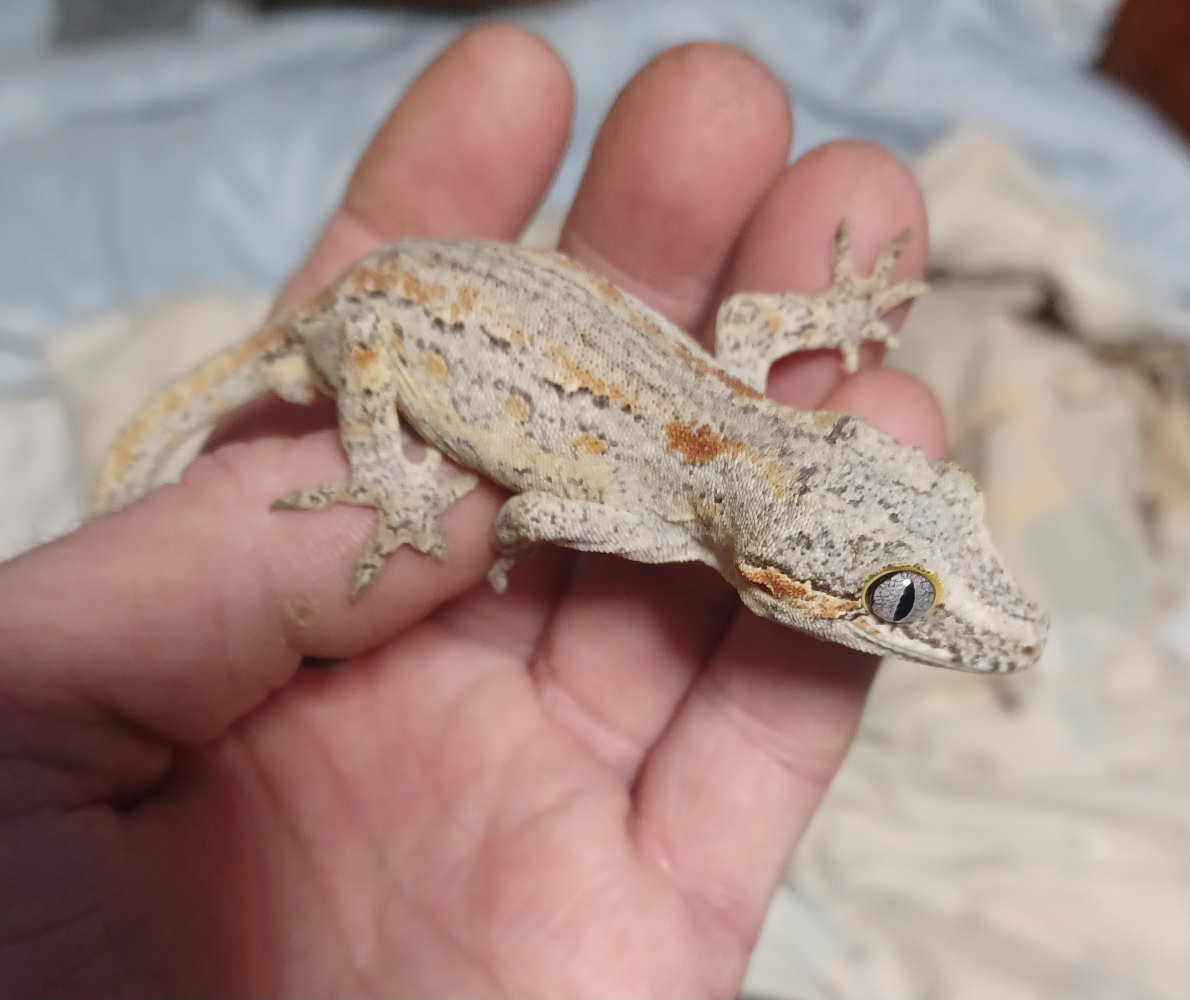 Male Gargoyle Gecko - photo 3