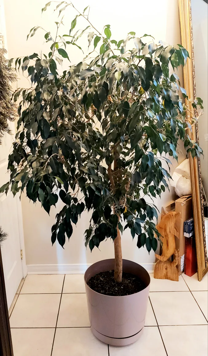 Healthy Large Tree image indicator(2)