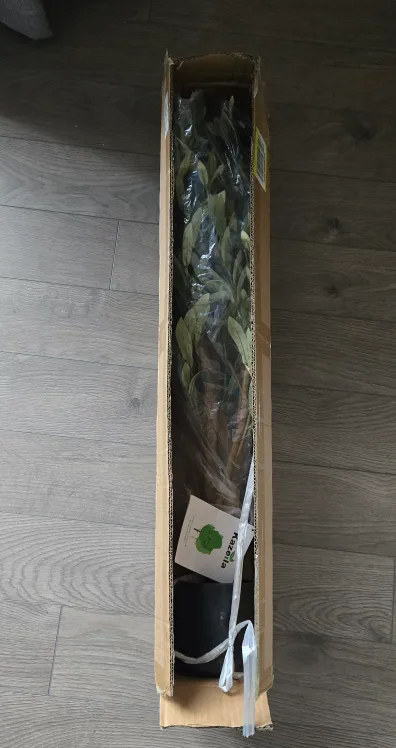 4 ft Artificial Olive Tree image indicator(8)