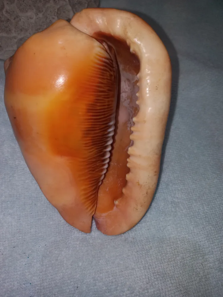 Aquarium Coral & Sea Shells - $18 For All image indicator(3)