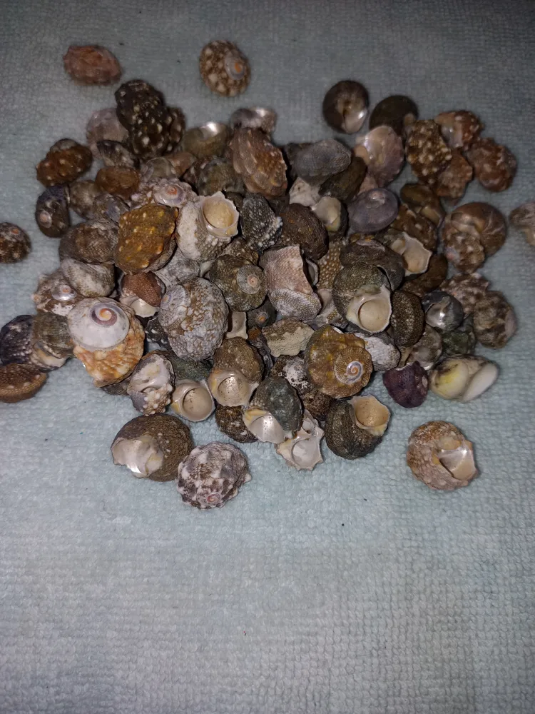 Aquarium Coral & Sea Shells - $18 For All image indicator(6)