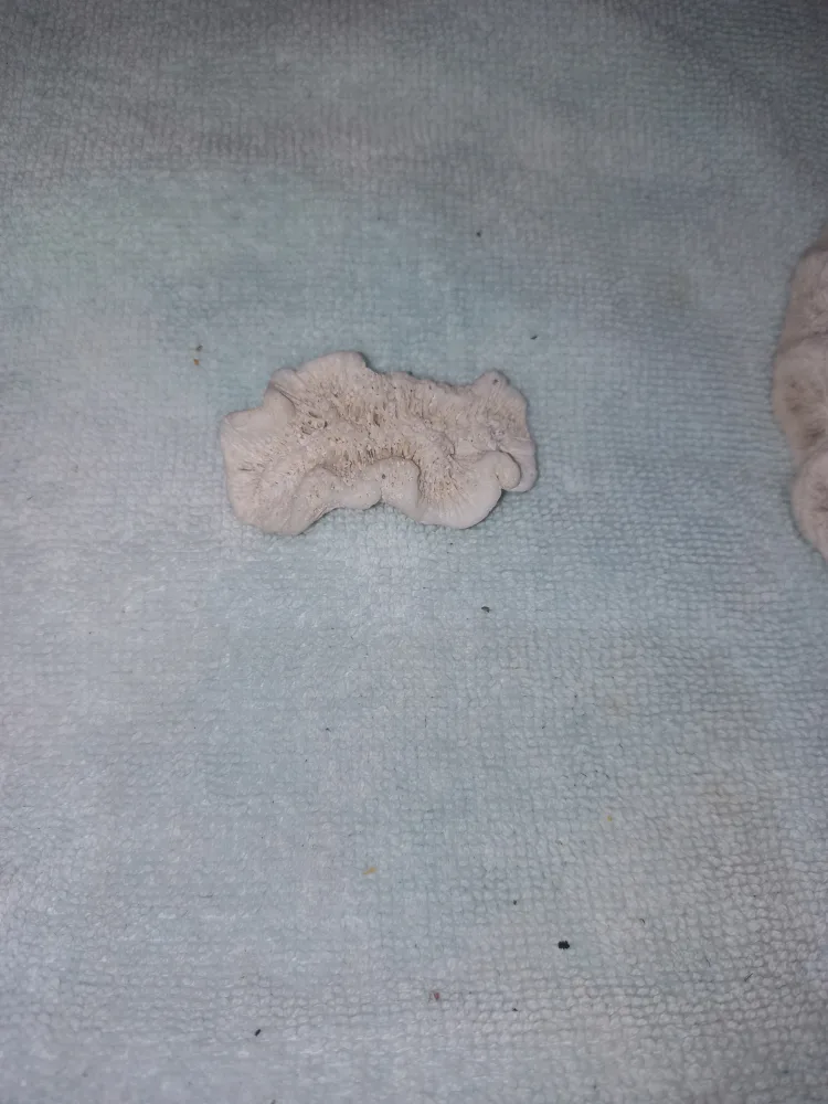 Aquarium Coral & Sea Shells - $18 For All image indicator(8)