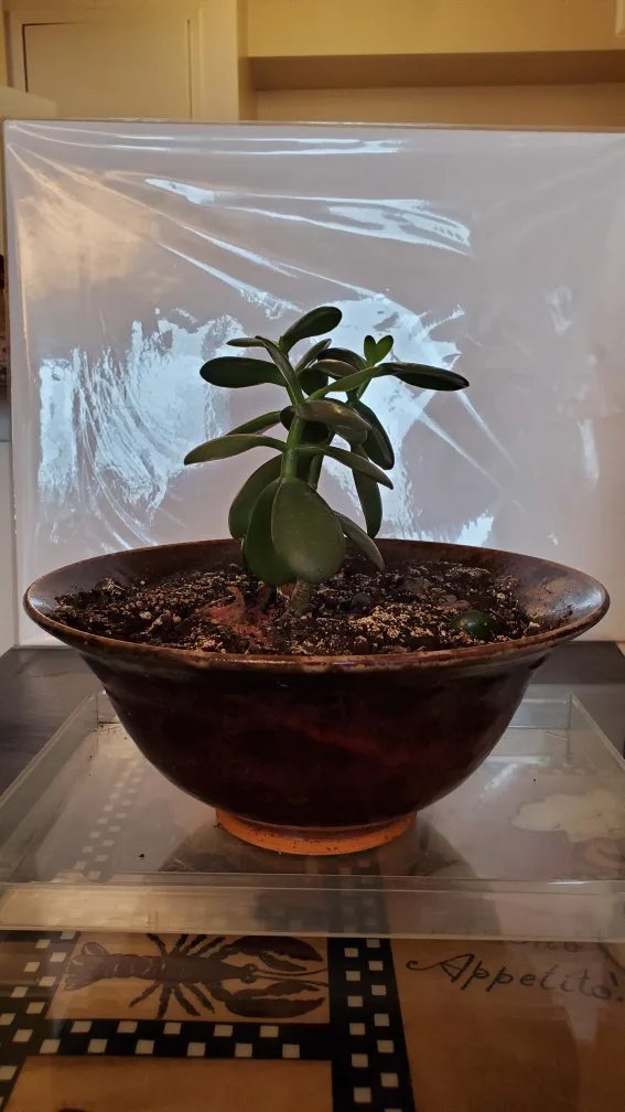 Jade Plant - TRADE thumbnail
