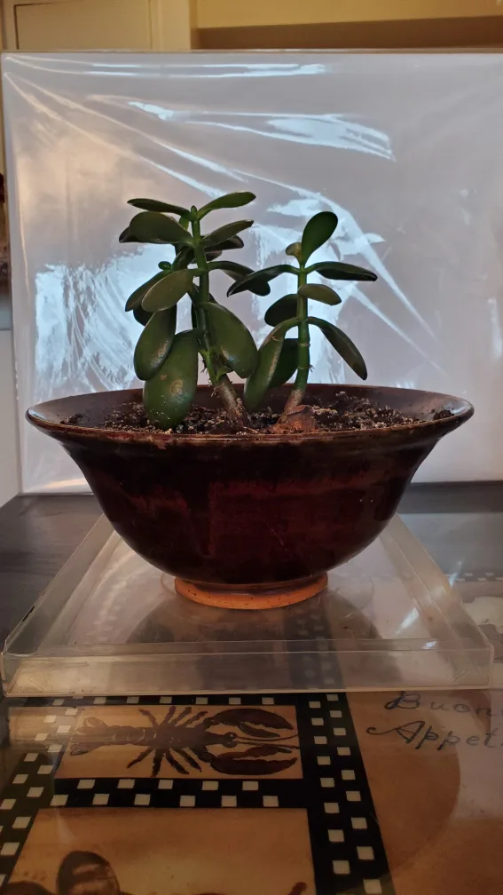 Jade Plant - TRADE image indicator(2)