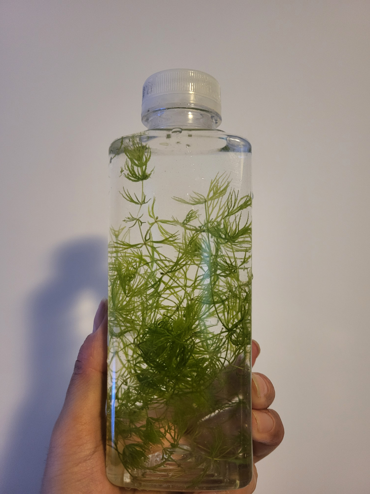 Live Aquarium Plant