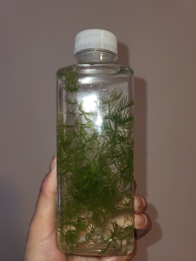 Live Aquarium Plant - photo 2