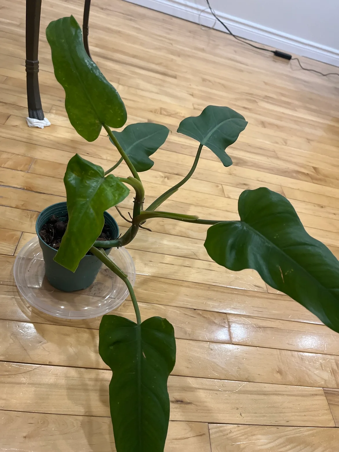 Philodendron horsehead #freecycle thumbnail