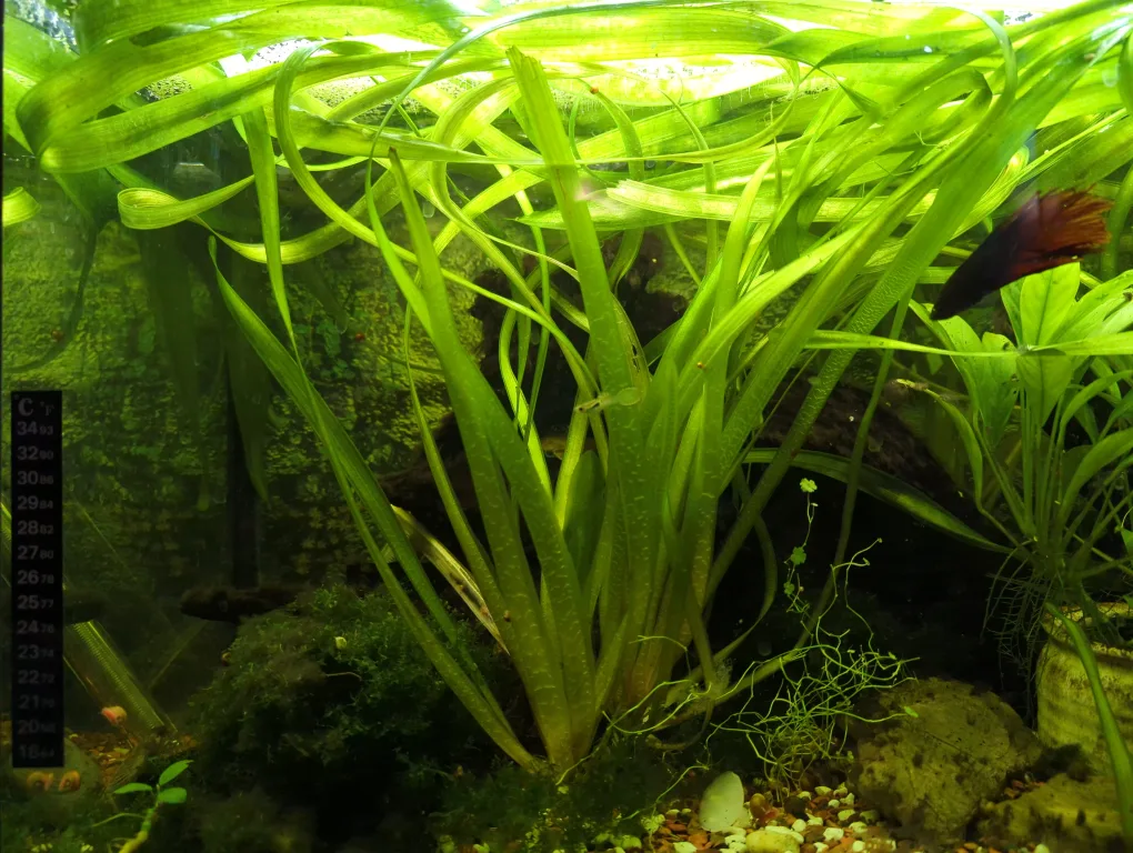 Vallisneria Aquarium Plant thumbnail