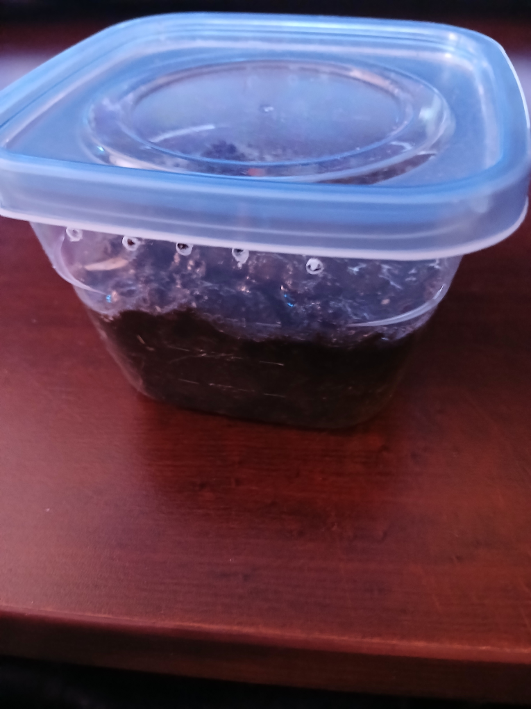 Fast Breeding Springtails (clean up crew, feeder, pet)