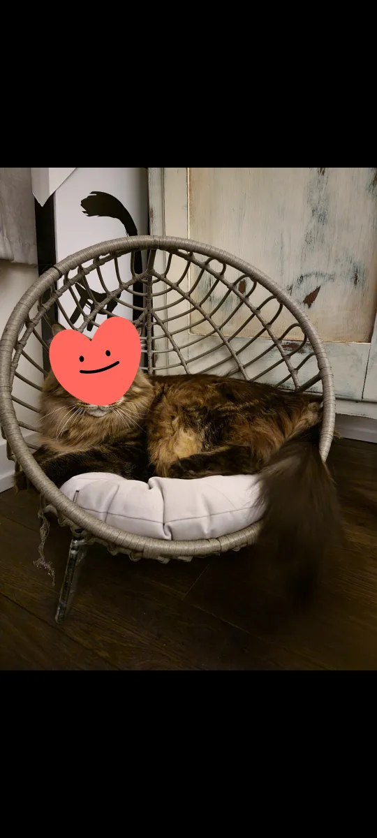 Cute grey Wicker Cat/Dog lounger Bed image indicator(2)