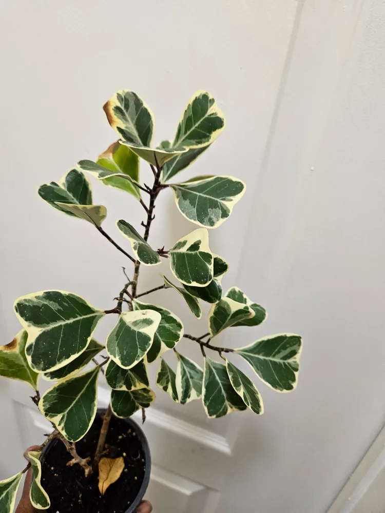 Ficu Tree thumbnail