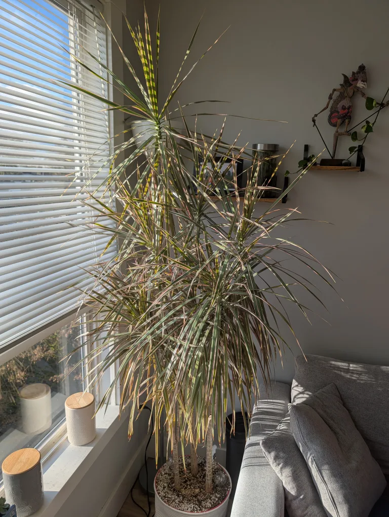 Dracaena Bicolor (Dragon Tree) - 6ft thumbnail