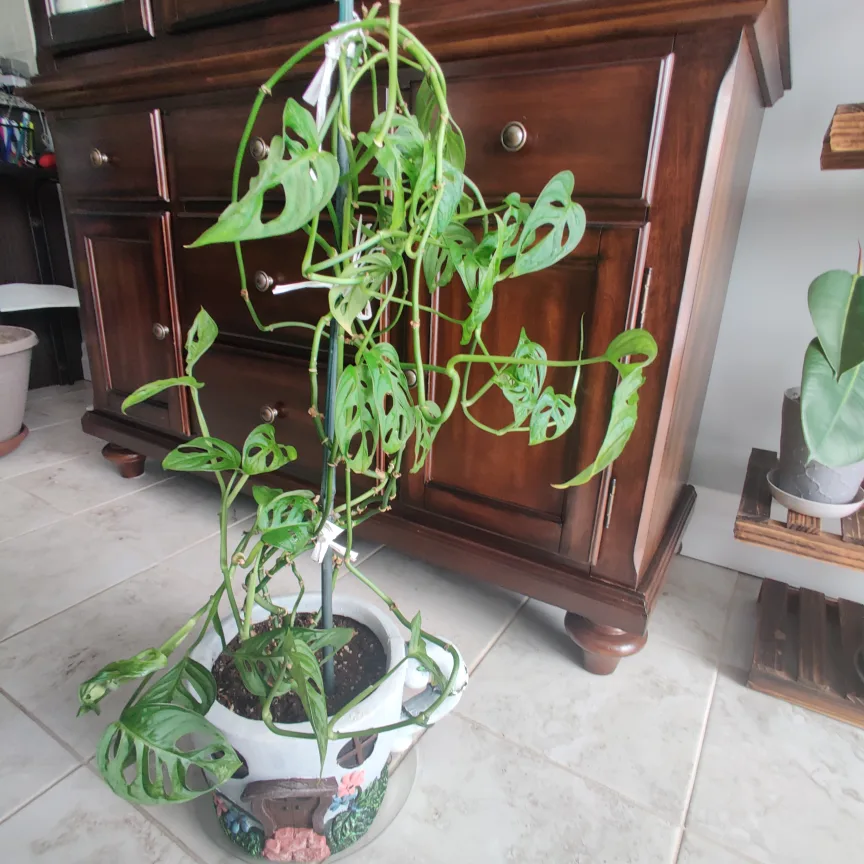 Monstera Adansonii image indicator(2)