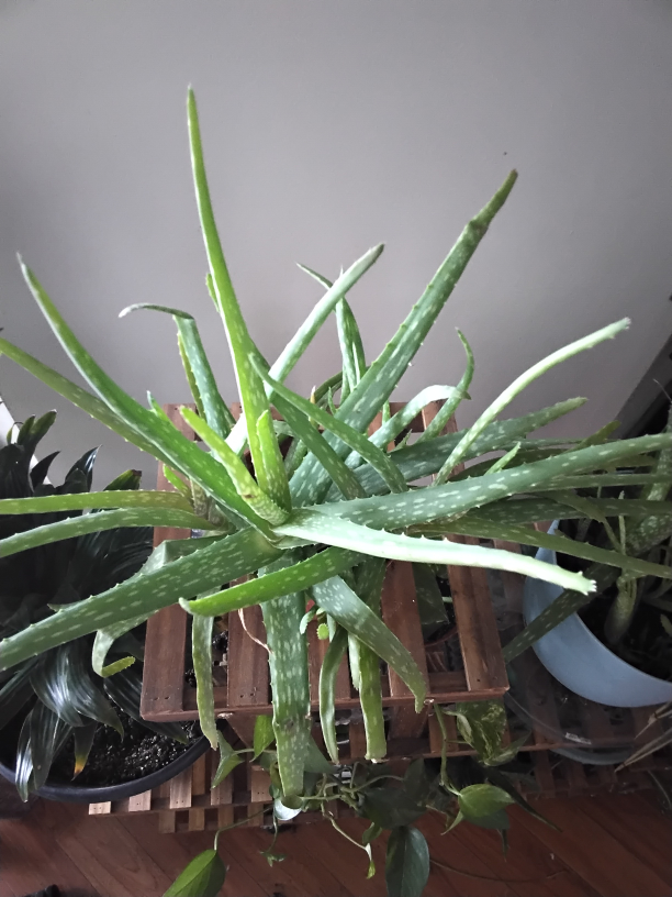 Aloe Vera Plant - photo 2