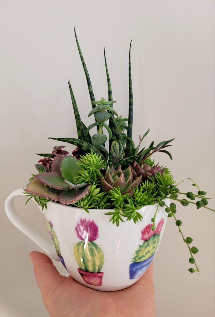 Gorgeous succulent arrangement!!! Great gift idea!!!🌷🌷🌷