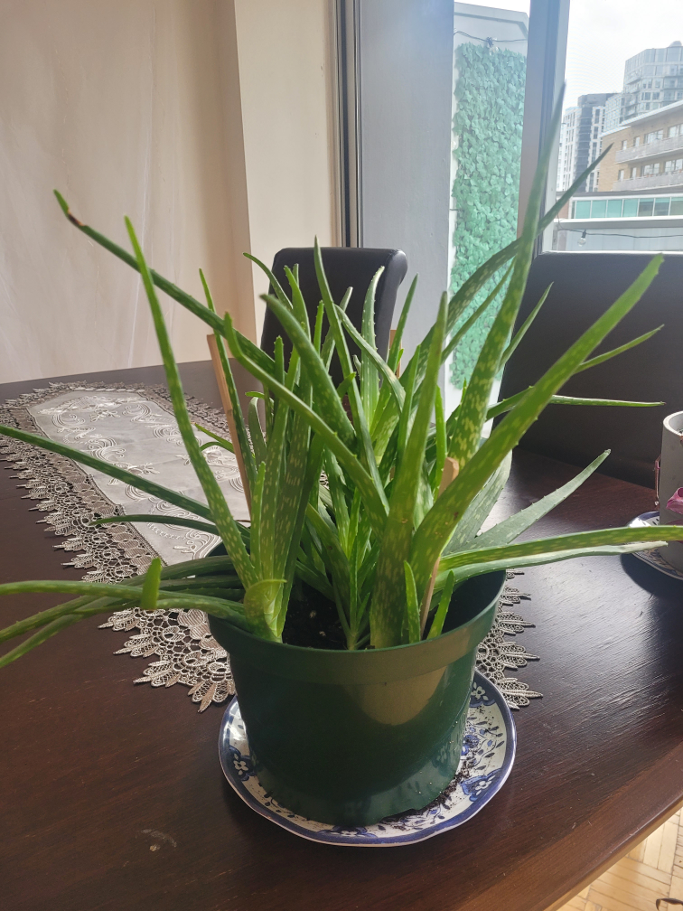 Aloe Vera Plant