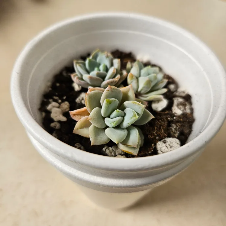 Succulent Hybrid Graptoveria Pups 3 image indicator(2)