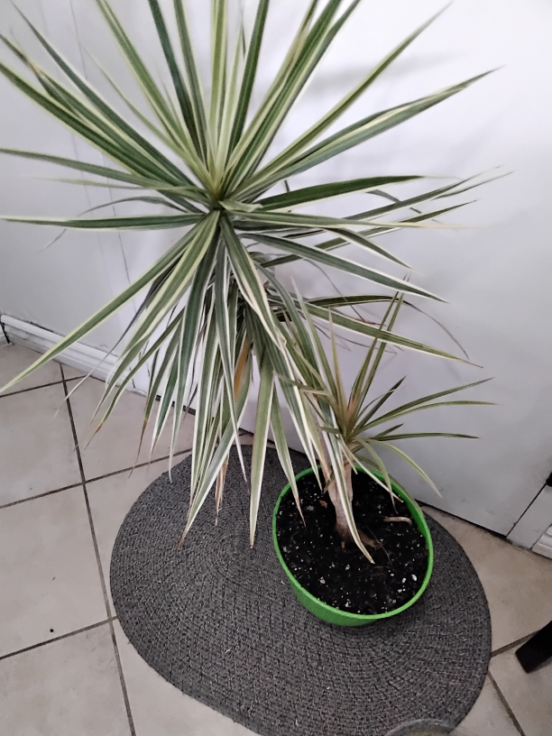 Dracaena Marginata Plant - photo 5