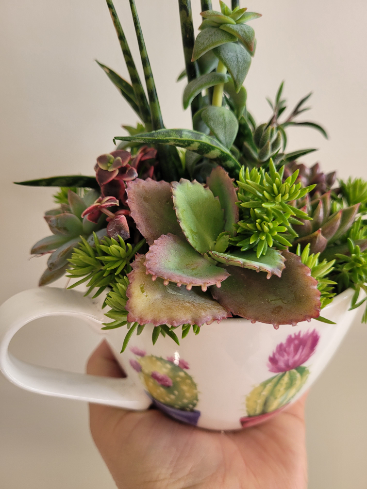 Gorgeous succulent arrangement!!! Great gift idea!!!🌷🌷🌷 - photo 3