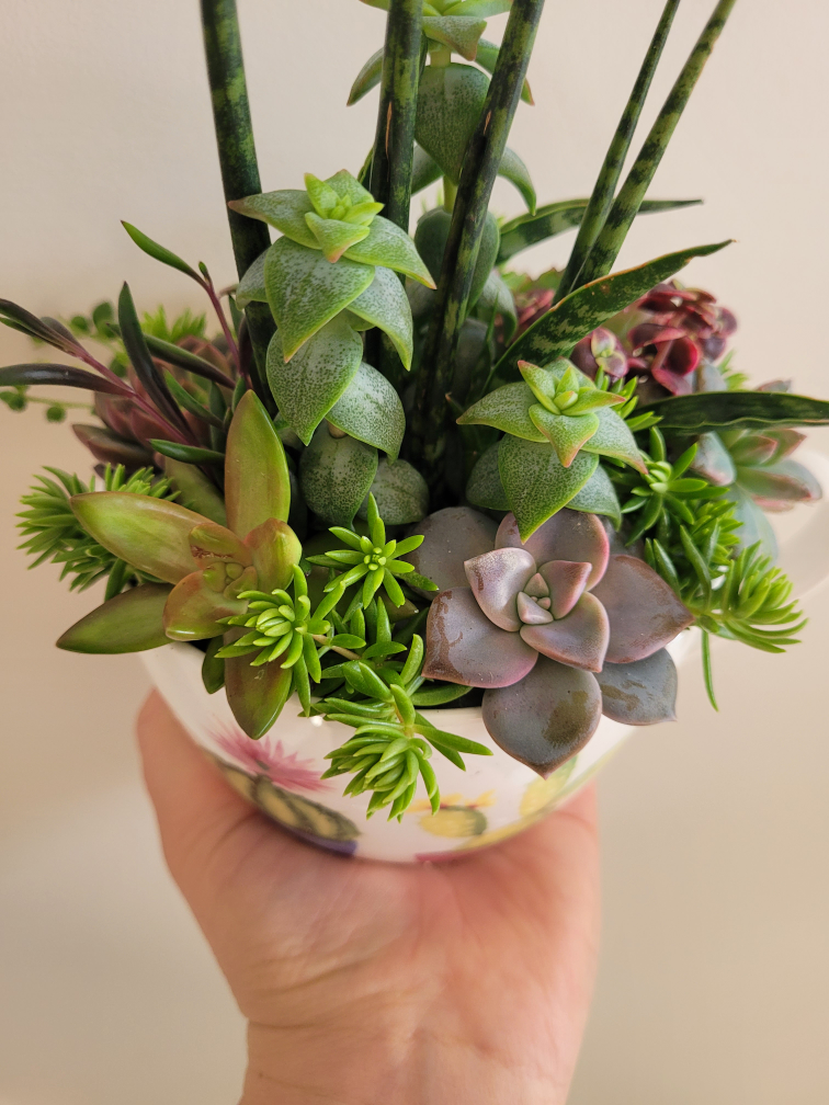 Gorgeous succulent arrangement!!! Great gift idea!!!🌷🌷🌷 - photo 5